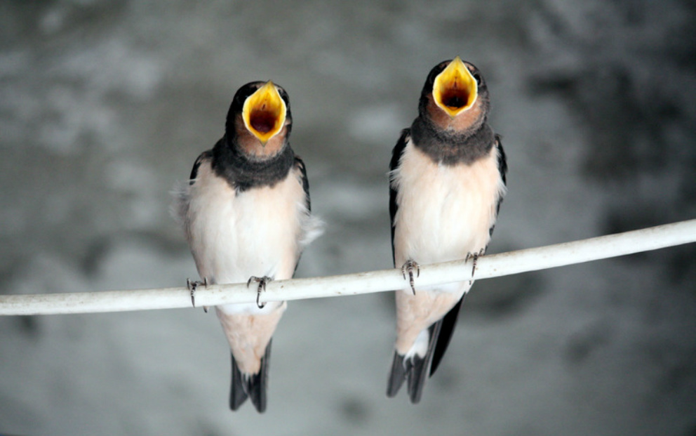 Two birds singing